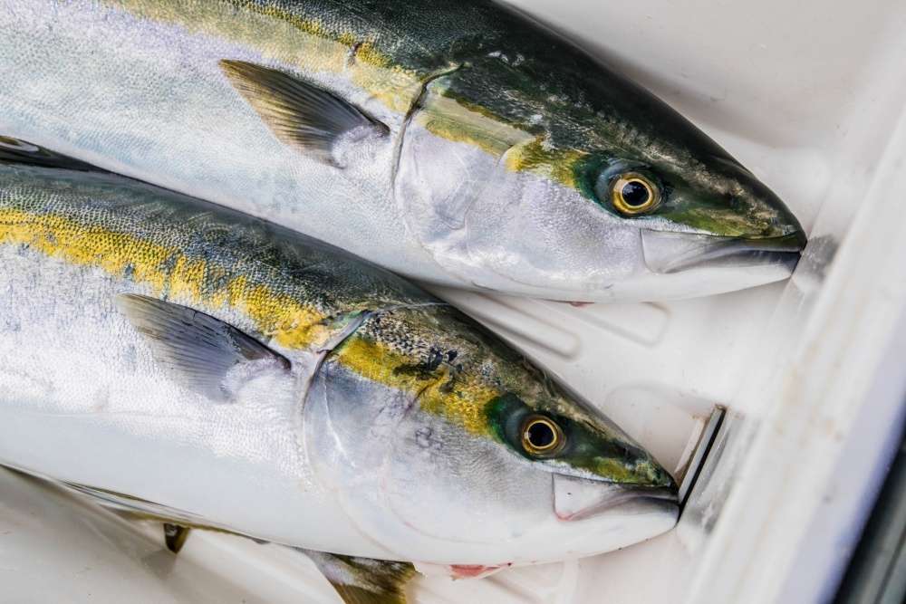 コスパ最強】泳がせ釣りにおすすめな竿8選！堤防や船から夢の大物を
