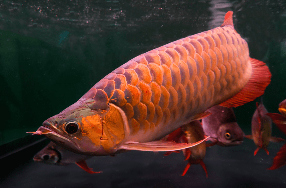 アロワナ飼育の超基本！龍魚を自宅で飼うための必要知識まとめ – Fish 