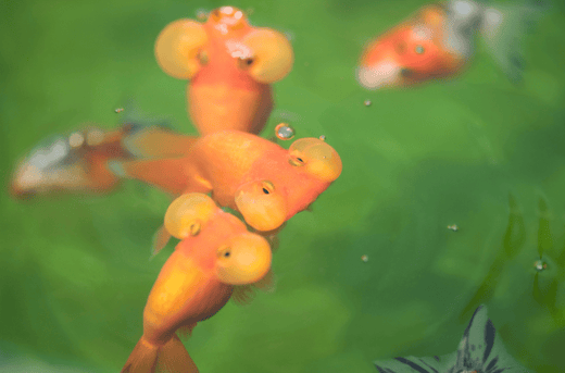 水泡眼はほっぺたが可愛い金魚！袋は破けても治る？ – Fish Paradise