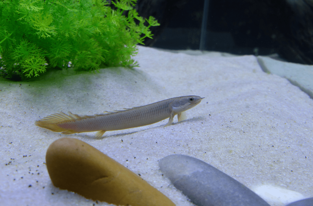ポリプテルスセネガルスの飼育や混泳の注意点！古代魚入門におすすめ