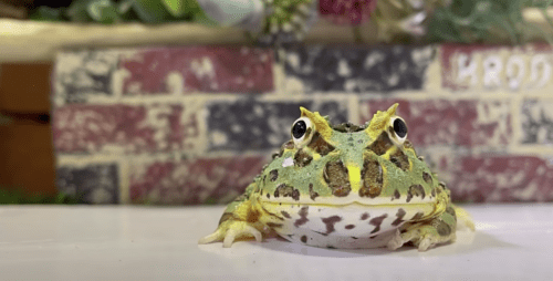 可愛いカエル5選！水槽で飼える人気の種類をご紹介 – Fish Paradise