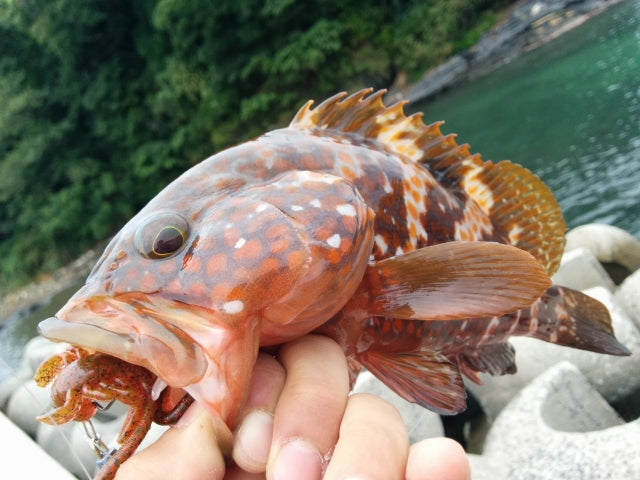 ロックフィッシュ（根魚）を釣ろう！どんなタックルやリグが適している