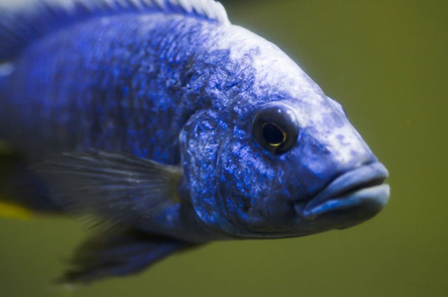 シクリッドの飼育法や混泳の注意点！争いを緩和する方法って？ – Fish