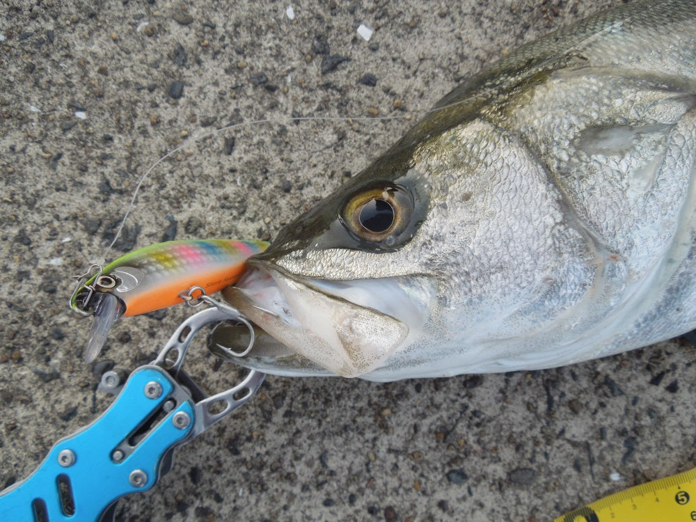 シーバスルアーの定番商品22選！季節別の攻略パターンは？ – Fish Paradise