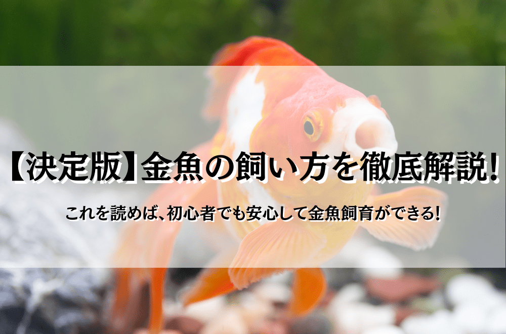 決定版】金魚の飼い方の基本！初心者でも簡単にキンギョ生活を楽しもう