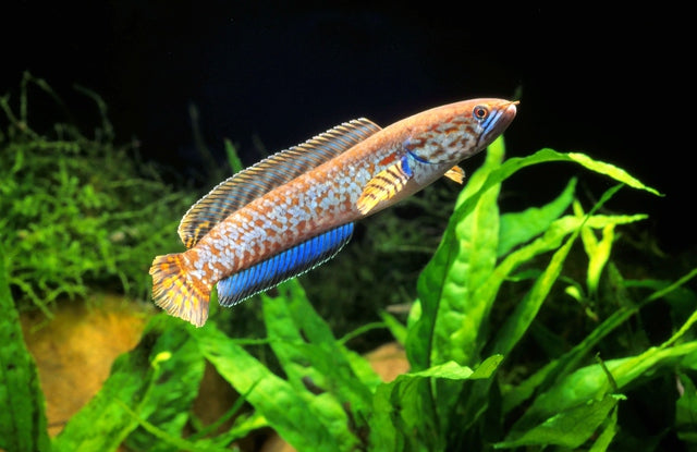 スネークヘッドの飼い方！種類や混泳など基本知識まとめ！ – Fish Paradise
