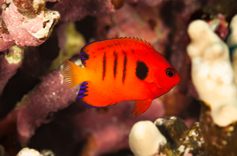 フレームエンゼルの飼育法（餌・混泳・病気など）！燃えるような赤が目 