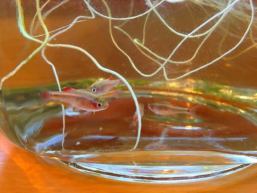アカヒレの飼い方（餌・混泳・寿命など）！入門に最適な小型魚 