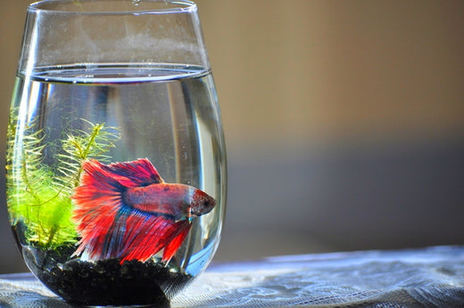 ベタの特徴や飼育の基本！カラフルで愛嬌のある人気の熱帯魚！ – Fish