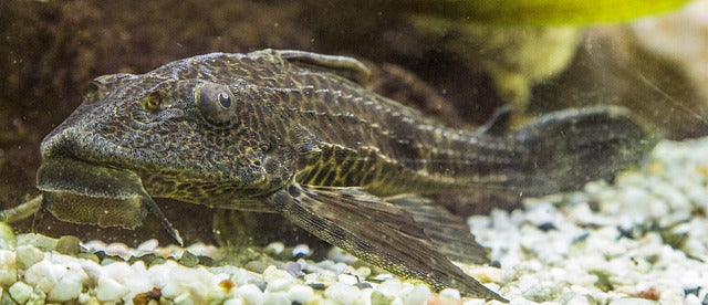セルフィンプレコの飼い方！成長速度や最大体長ってどれくらい 