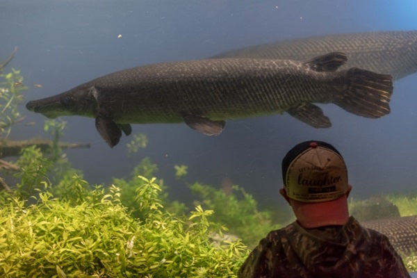 古代魚の代表種一覧！初心者でも飼育しやすい種類は？ – Fish Paradise