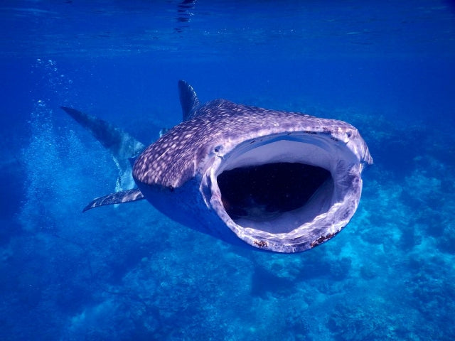ジンベエザメは世界最大の魚類！水族館やダイビングでも出会える