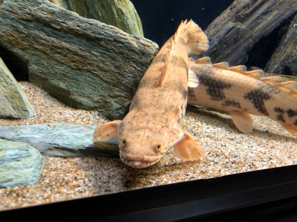 決まりました！熱帯魚 古代魚 ポリプテルス エンドリーケリー  ラプラディ ポリプテルスエンドリケリーは下顎系の代表種！飼い方や混泳のコツなど