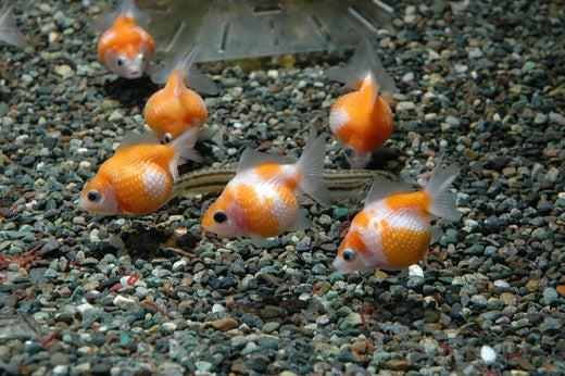 プロが解説】ピンポンパールの飼育法！難しい理由や寿命、価格など 