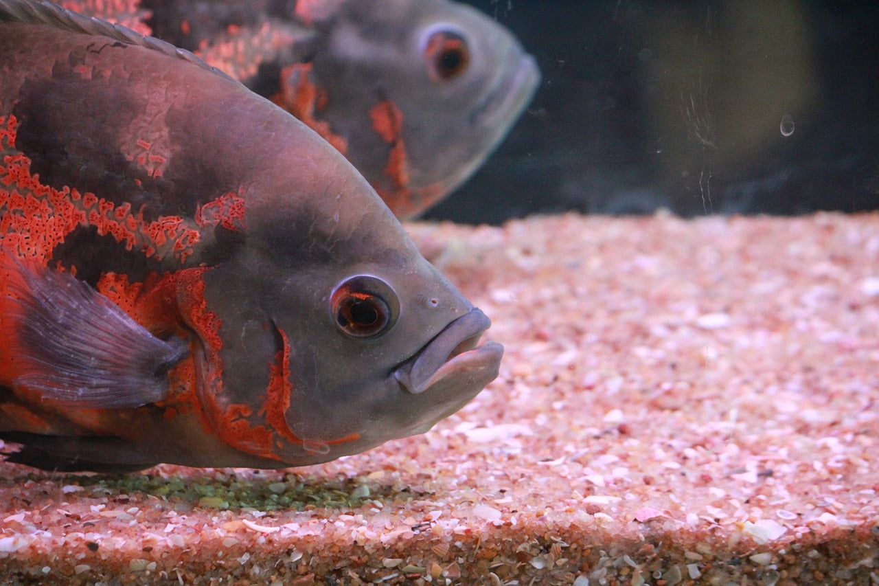 オスカーの飼育法や餌、混泳相性！人懐こくて愛らしい熱帯魚！ – Fish 