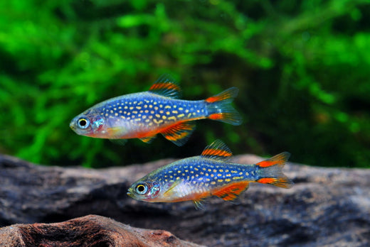 ミクロラスボラハナビの飼育の基本まとめ！繁殖は難しい？ – Fish Paradise