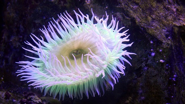 イソギンチャクってどんな生物？種類や飼育方法、餌は？ – Fish Paradise