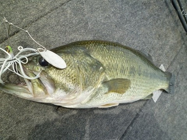 メジャークラフトコルザの全6モデル！新感覚ロッドを体感せよ！ – Fish