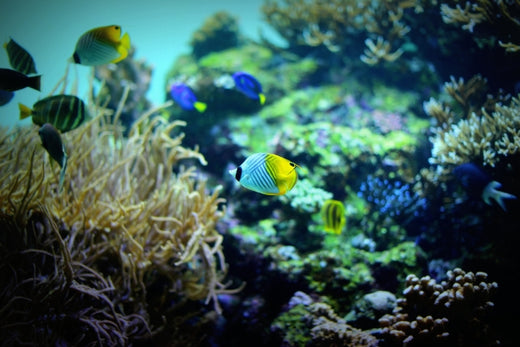 千葉の水族館おすすめ3選！家族や友人とドライブがてらGO！