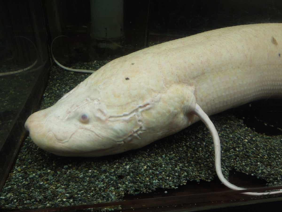 肺魚(ハイギョ)はどんな魚?種類や飼育法をチェック! – Fish Paradise 肺魚(ハイギョ)はどんな魚?種類や飼育法をチェック! – Fish Paradise