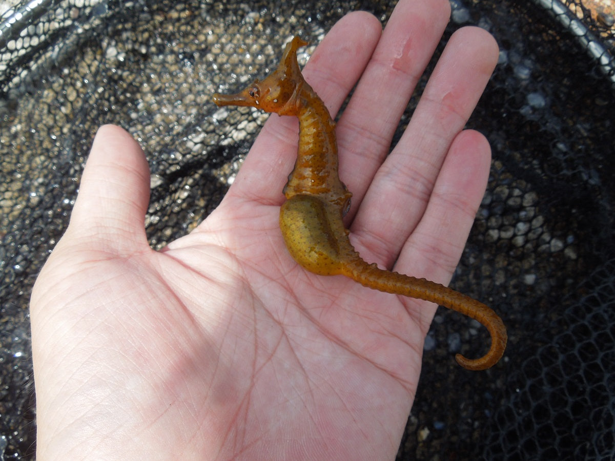 タツノオトシゴはオスが出産する!?専門の養殖場が鹿児島にあった タツノオトシゴはオスが出産する!?専門の養殖場が鹿児島にあった