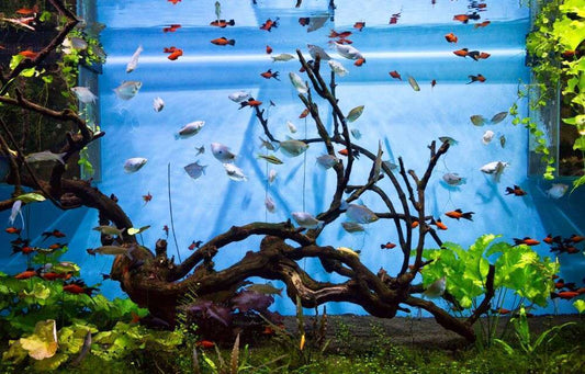 初心者は要注意！？実は飼育が難しい熱帯魚TOP10！難しい理由も知っておこう