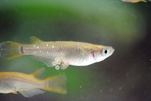 メダカの卵の適切な管理方法を伝授！産卵〜孵化後の稚魚の育て方とは