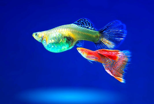 グッピーの人気15種類！水槽をカラフルに彩る熱帯魚！